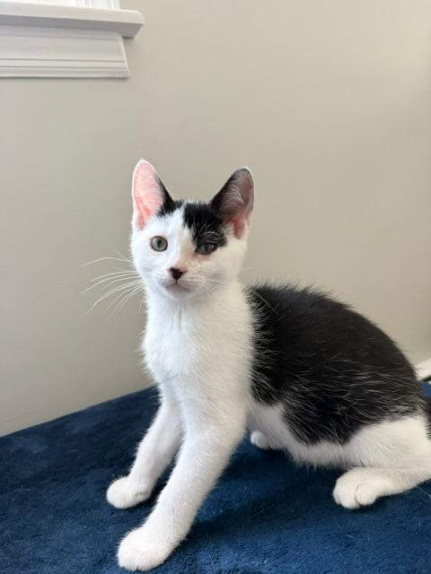 Enlarge Gemma, a Adoptable Domestic Short Hair in Wayne, NJ image 4/6