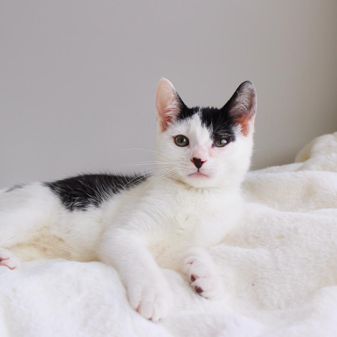 Enlarge Gemma, a Adoptable Domestic Short Hair in Wayne, NJ image 1/6