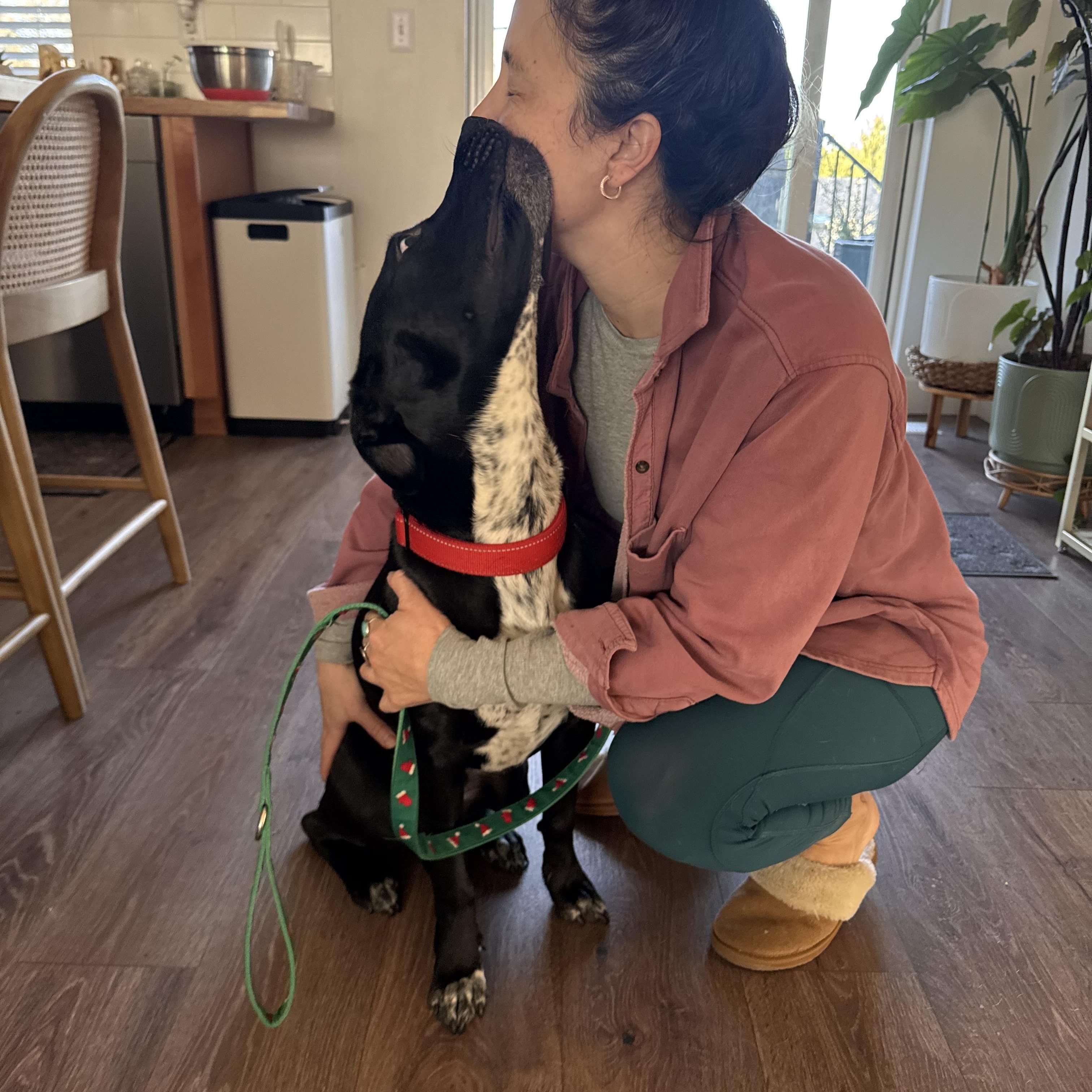 Enlarge Bean , a Adoptable mixed breed in Olympia, WA image 4/6