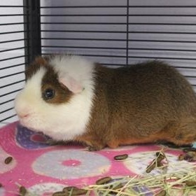 Nugget, an adoptable Guinea Pig in Syracuse, NY_image-1