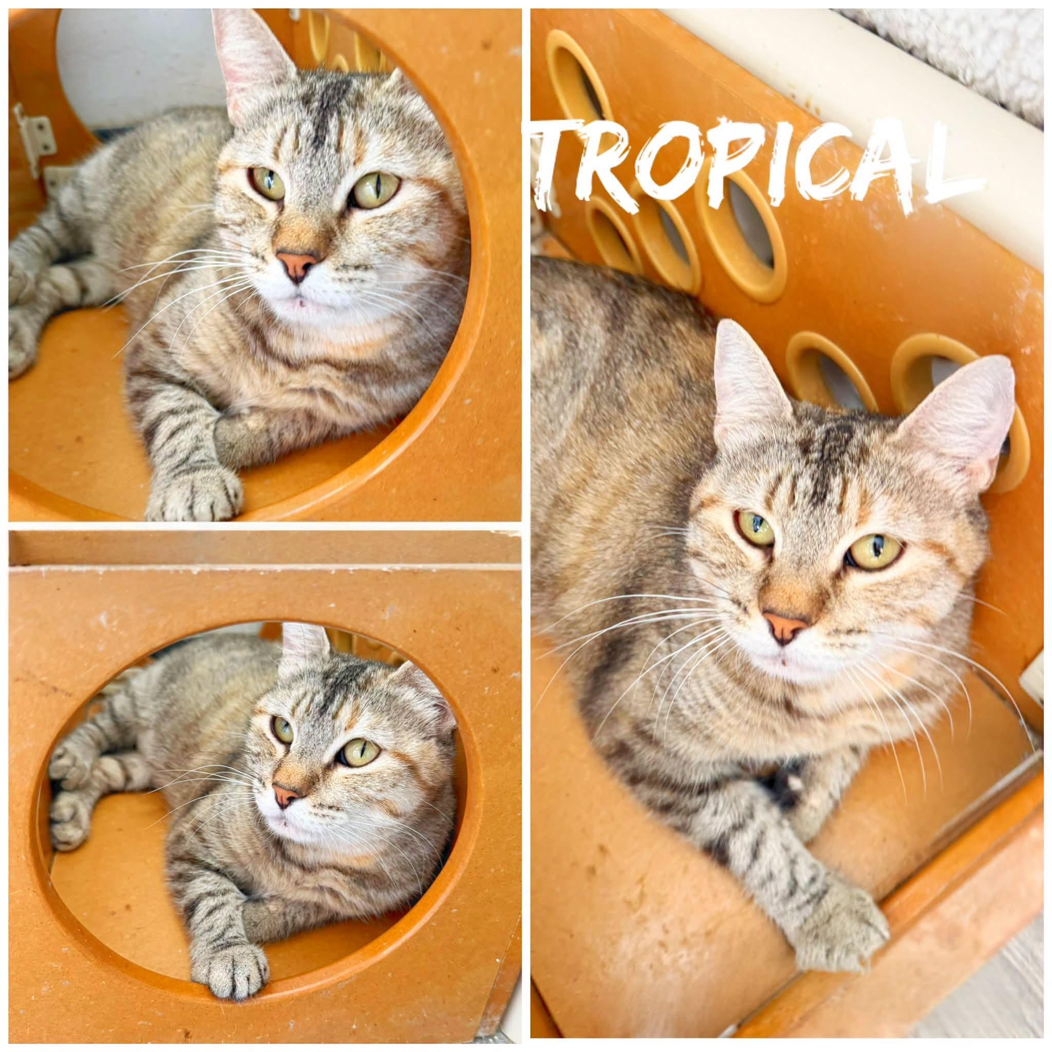 Tropical, ADOPTABLE, Adult Female Domestic Short Hair.