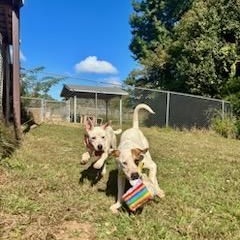 Jasper, a Adoptable Mixed Breed in Centerville, GA image 1/5