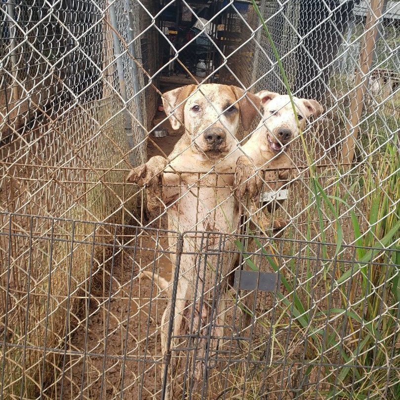 Jasper, a Adoptable Mixed Breed in Centerville, GA image 3/5