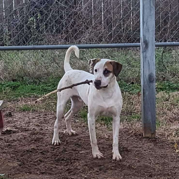 Jasper, a Adoptable Mixed Breed in Centerville, GA image 4/5