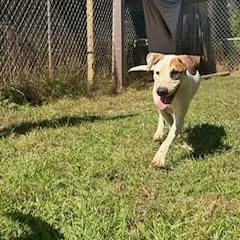 Jasper, a Adoptable Mixed Breed in Centerville, GA image 5/5