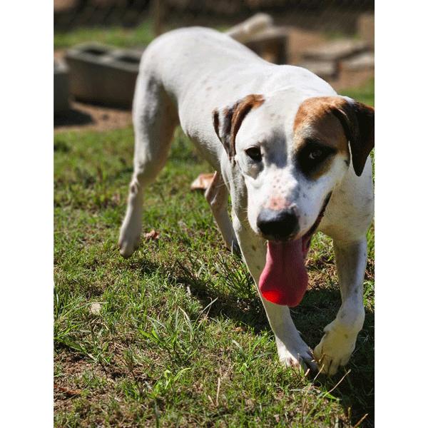 Jasper, Adoptable, Adult Male Mixed Breed.