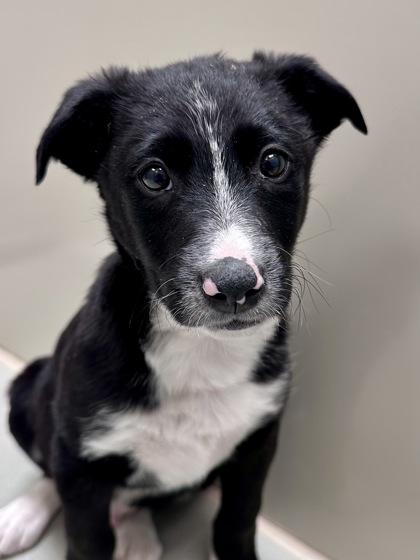 Enlarge Puppies, a ADOPTABLE mixed breed in Dubuque, IA image 1/1