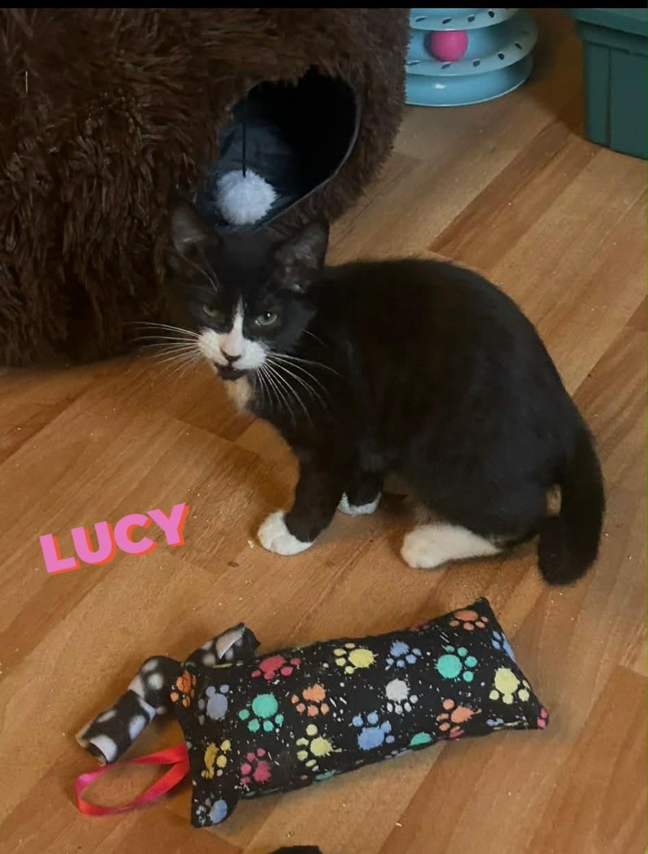 Enlarge Lucy (kitten), a ADOPTABLE Tuxedo in Enfield, CT image 2/2