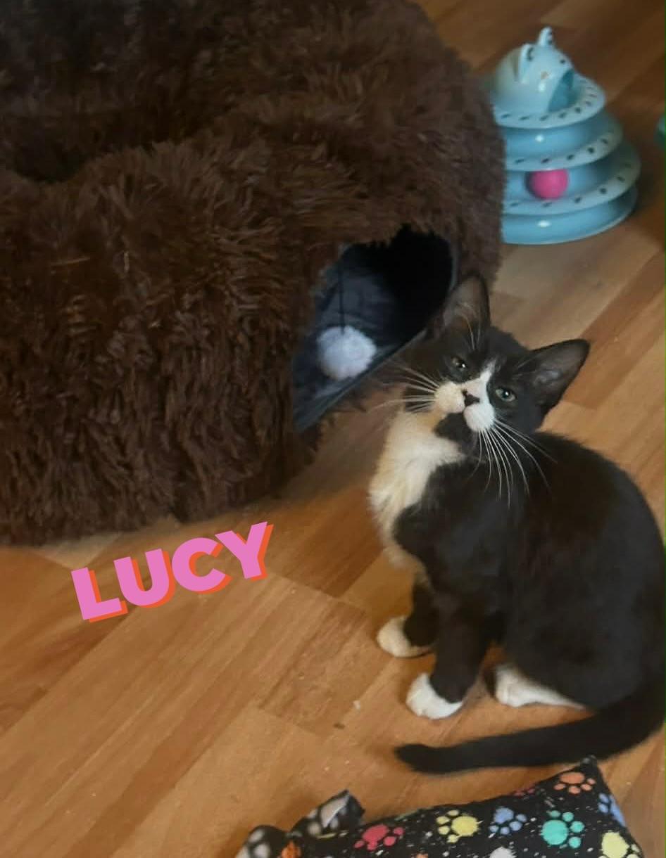 Enlarge Lucy (kitten), a ADOPTABLE Tuxedo in Enfield, CT image 1/2