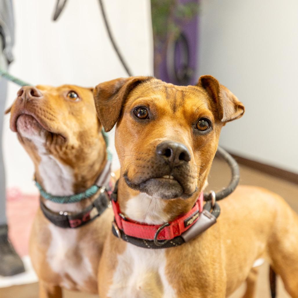 Chad, Adoptable, Adult Male Pit Bull Terrier.