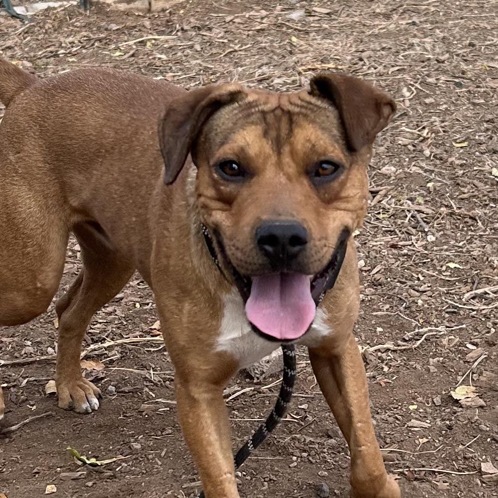 Chad, Adoptable, Adult Male Pit Bull Terrier.