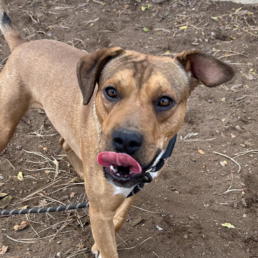 Enlarge Chad, a Adoptable Pit Bull Terrier in Flagstaff, AZ image 2/6