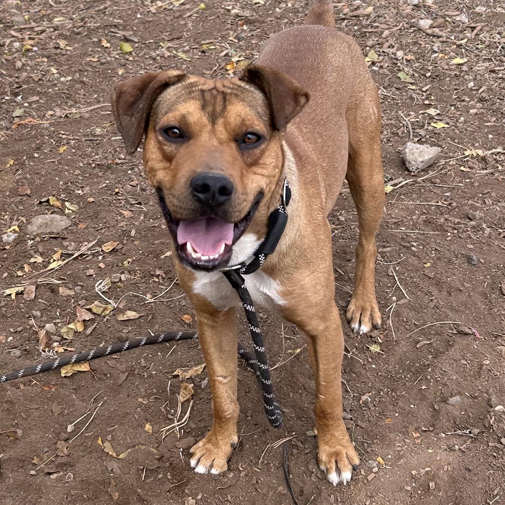 Enlarge Chad, a Adoptable Pit Bull Terrier in Flagstaff, AZ image 3/6