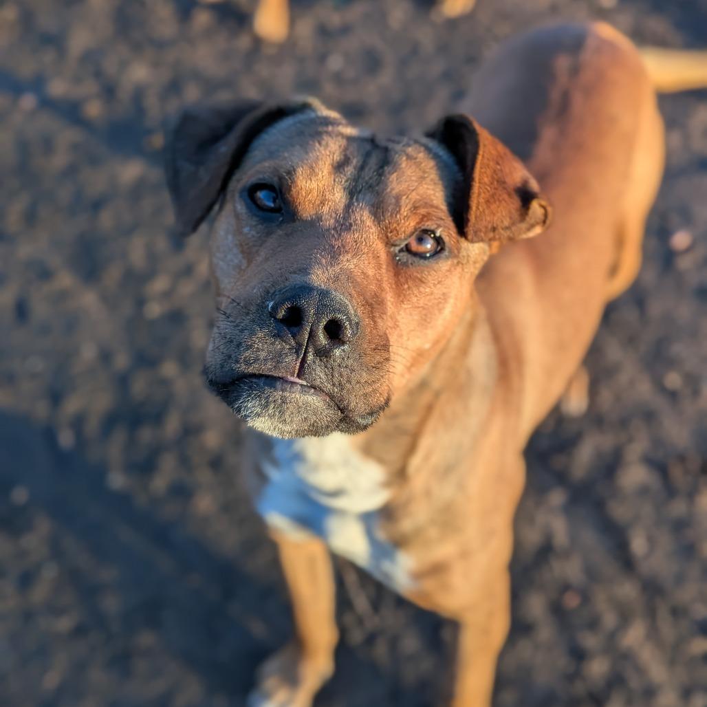 Enlarge Chad, a Adoptable Pit Bull Terrier in Flagstaff, AZ image 4/6