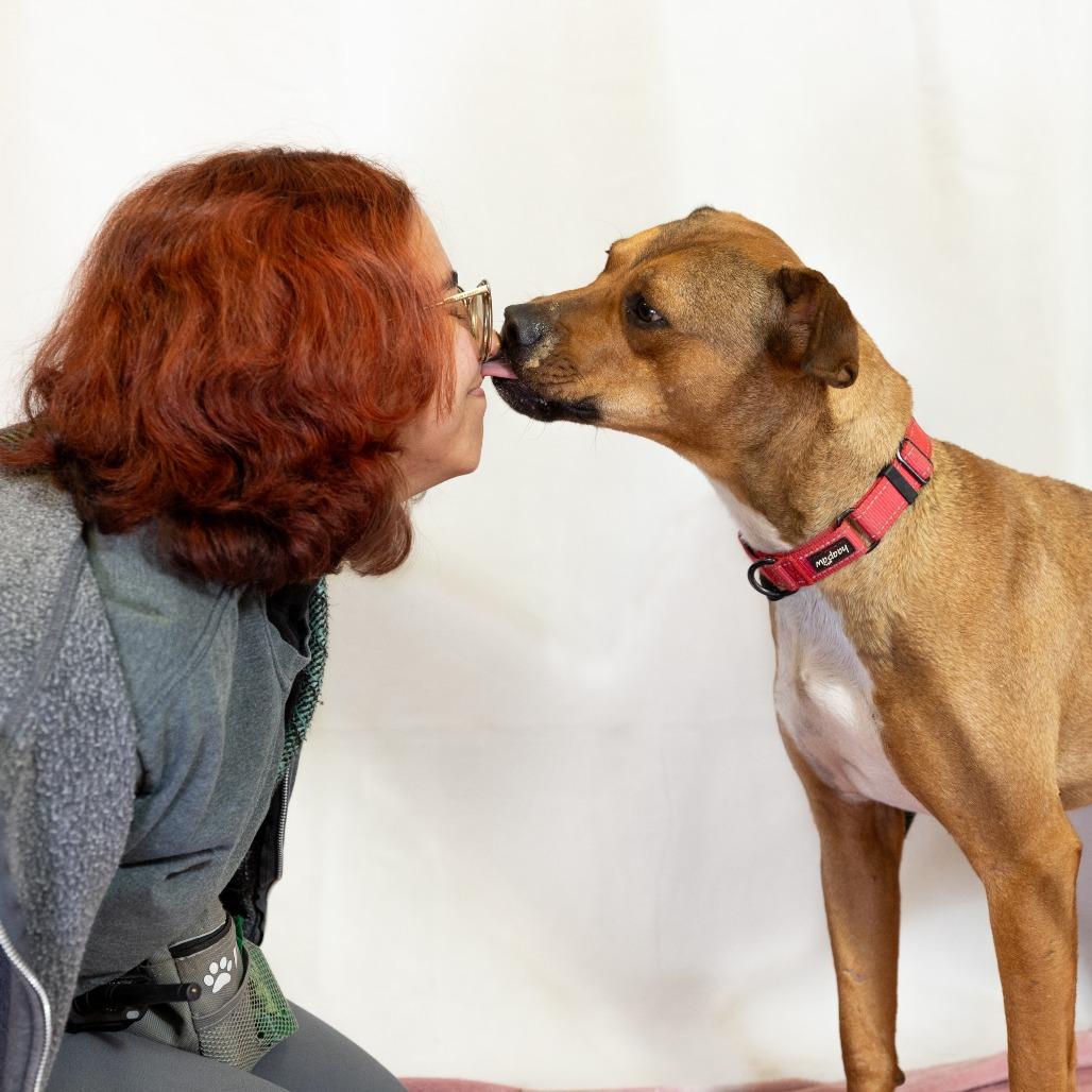 Chad, a Adoptable Pit Bull Terrier in Flagstaff, AZ image 3/6