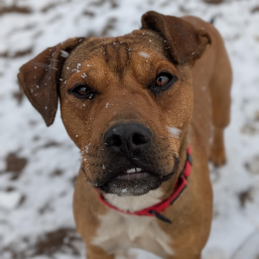Chad, a Adoptable Pit Bull Terrier in Flagstaff, AZ image 4/6