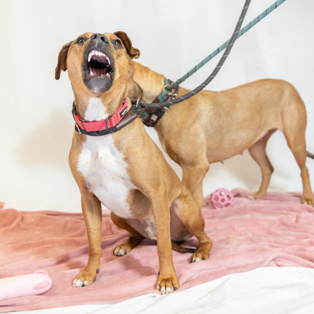 Chad, a Adoptable Pit Bull Terrier in Flagstaff, AZ image 5/6