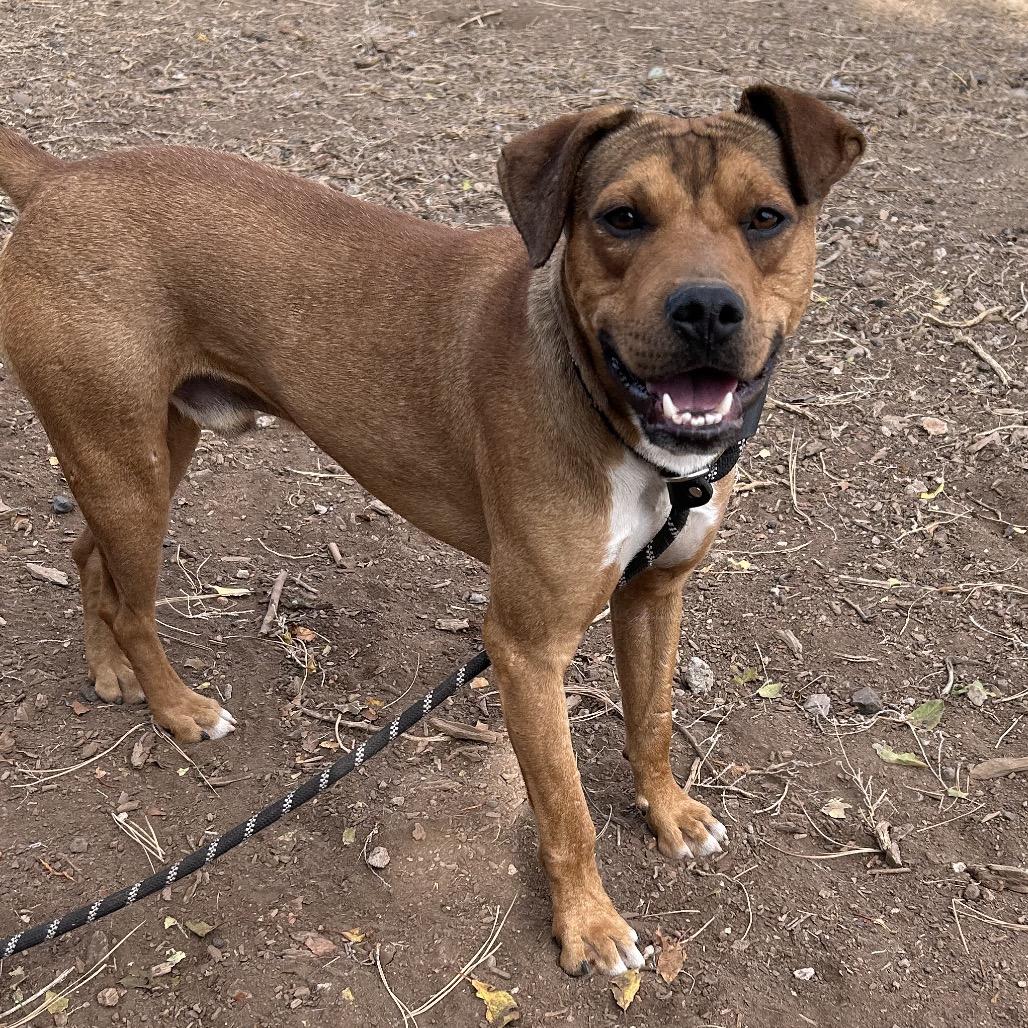Enlarge Chad, a Adoptable Pit Bull Terrier in Flagstaff, AZ image 5/6