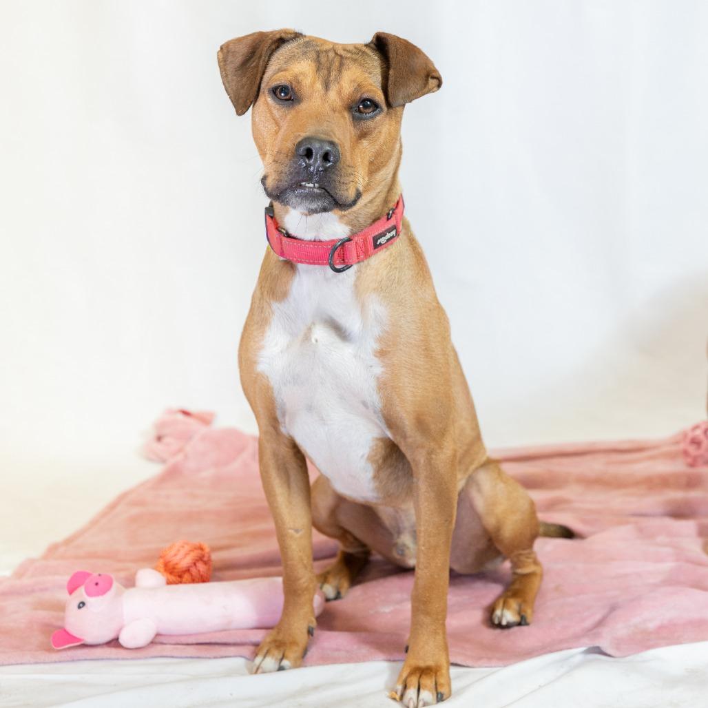 Enlarge Chad, a Adoptable Pit Bull Terrier in Flagstaff, AZ image 6/6