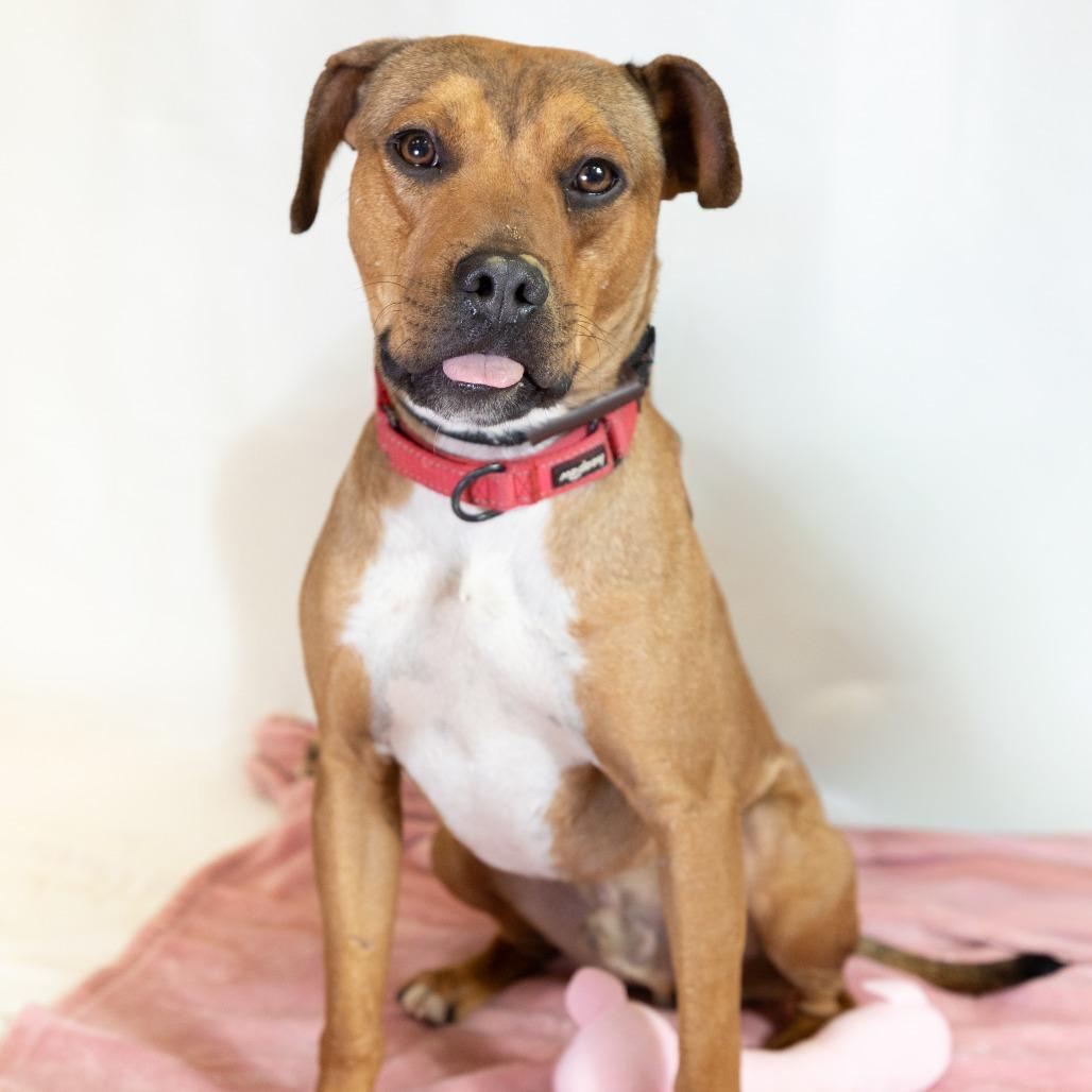 Chad - at Kingsmark Kennels!, a Adoptable Pit Bull Terrier in Flagstaff, AZ image 6/6