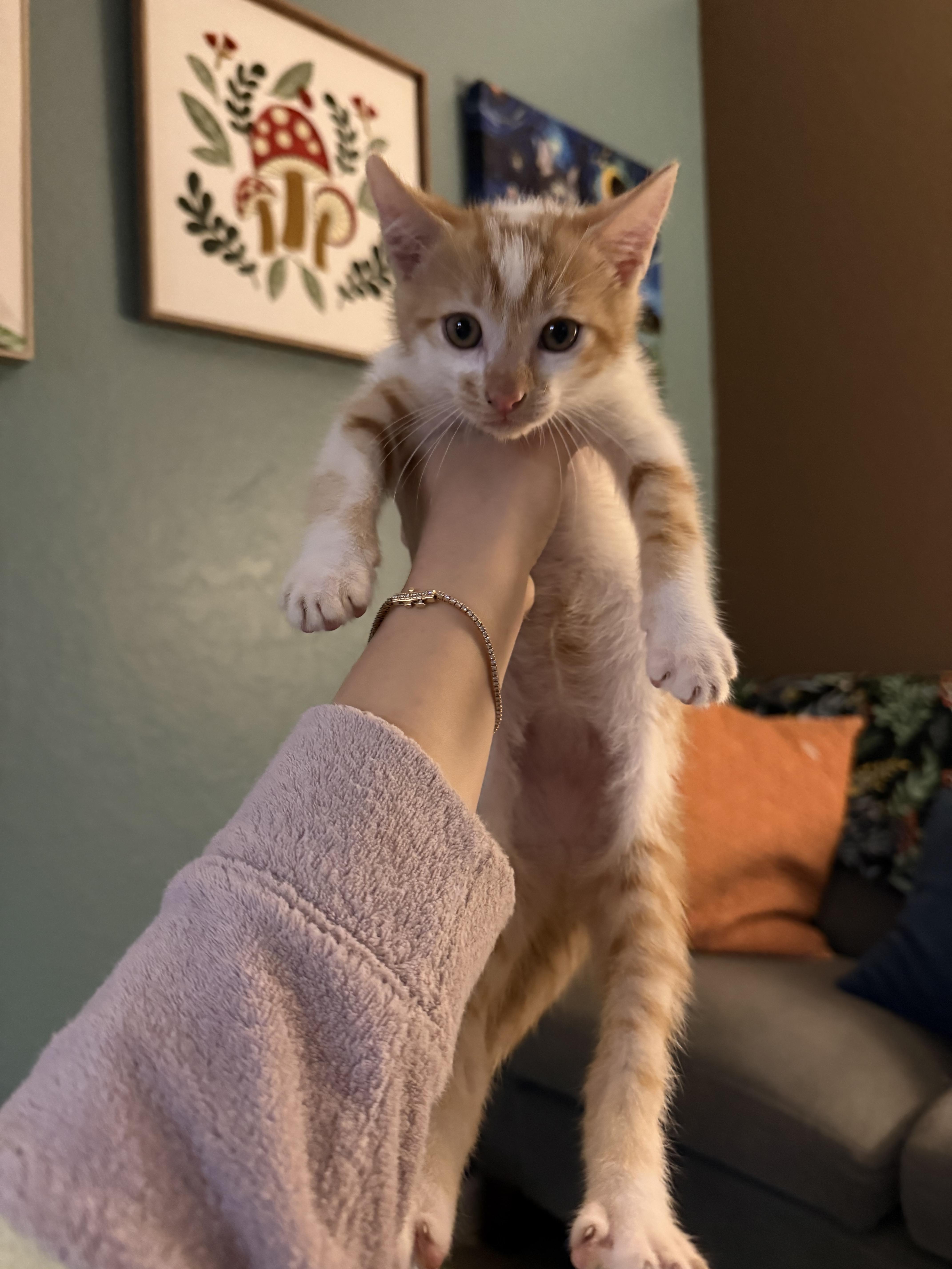 Mack/Giant, Adopted, Young Male Domestic Short Hair.