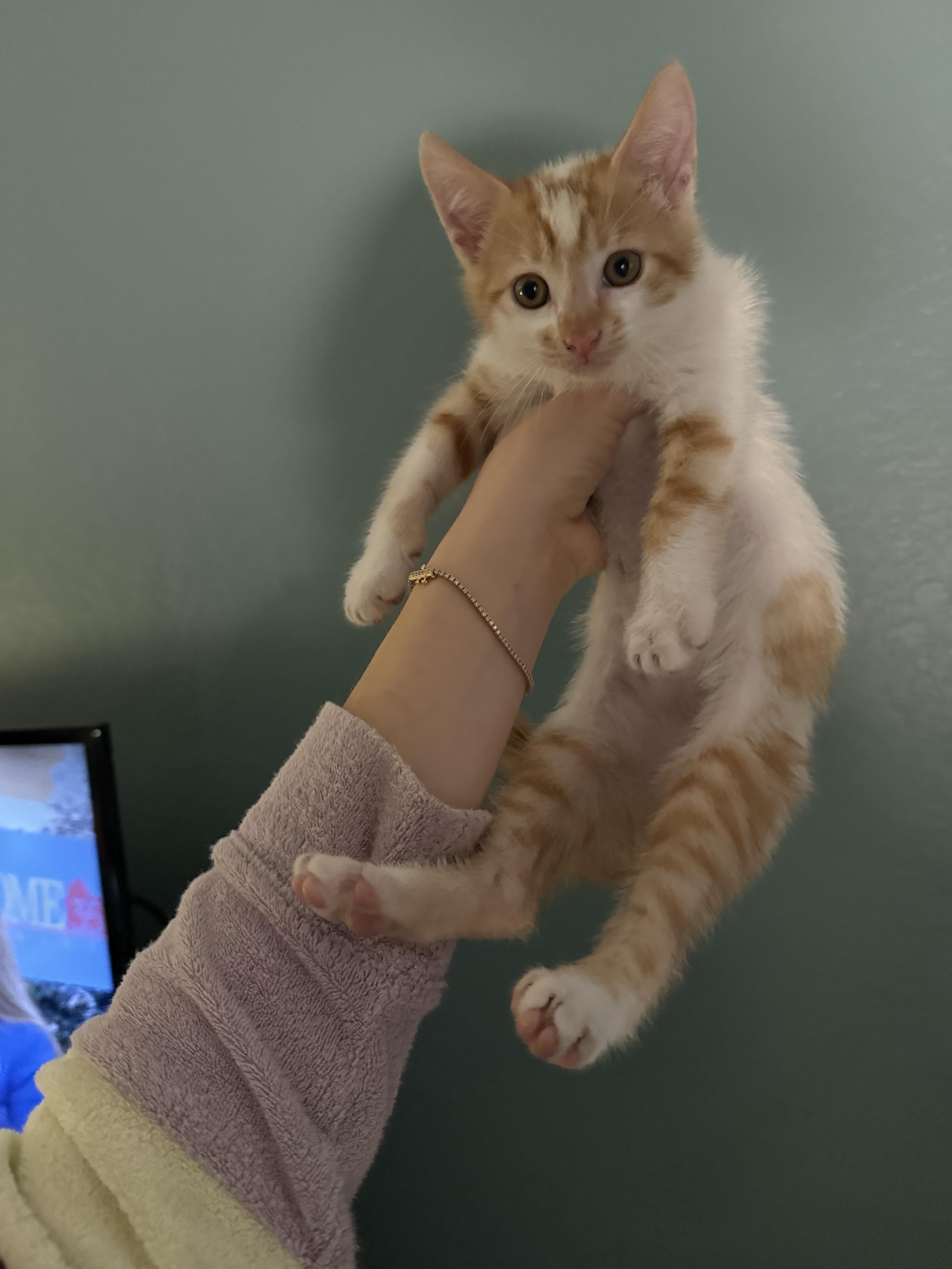 Enlarge Mack/Giant, a Adopted Domestic Short Hair in Long Beach, CA image 2/3