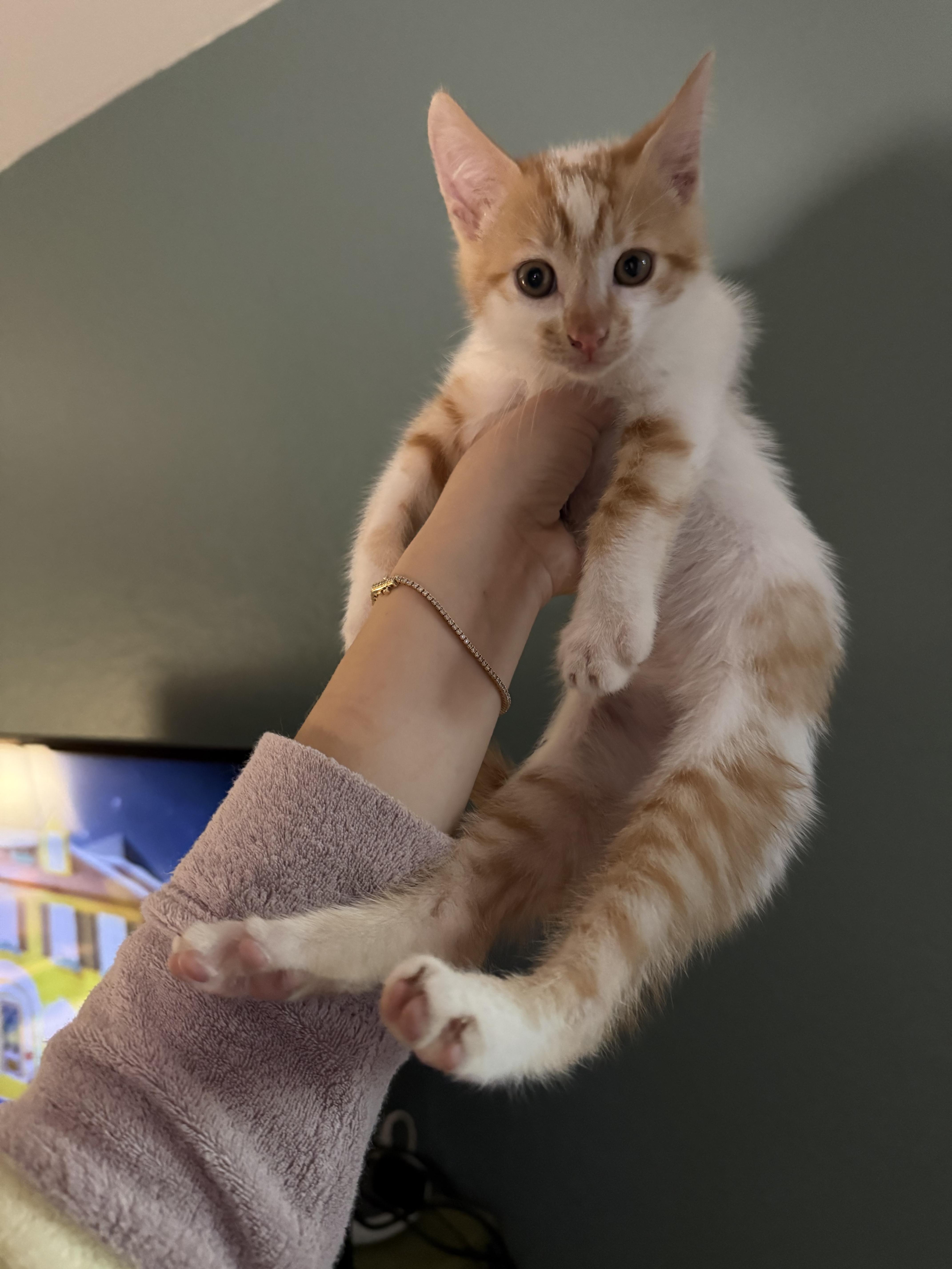 Enlarge Mack/Giant, a Adopted Domestic Short Hair in Long Beach, CA image 3/3