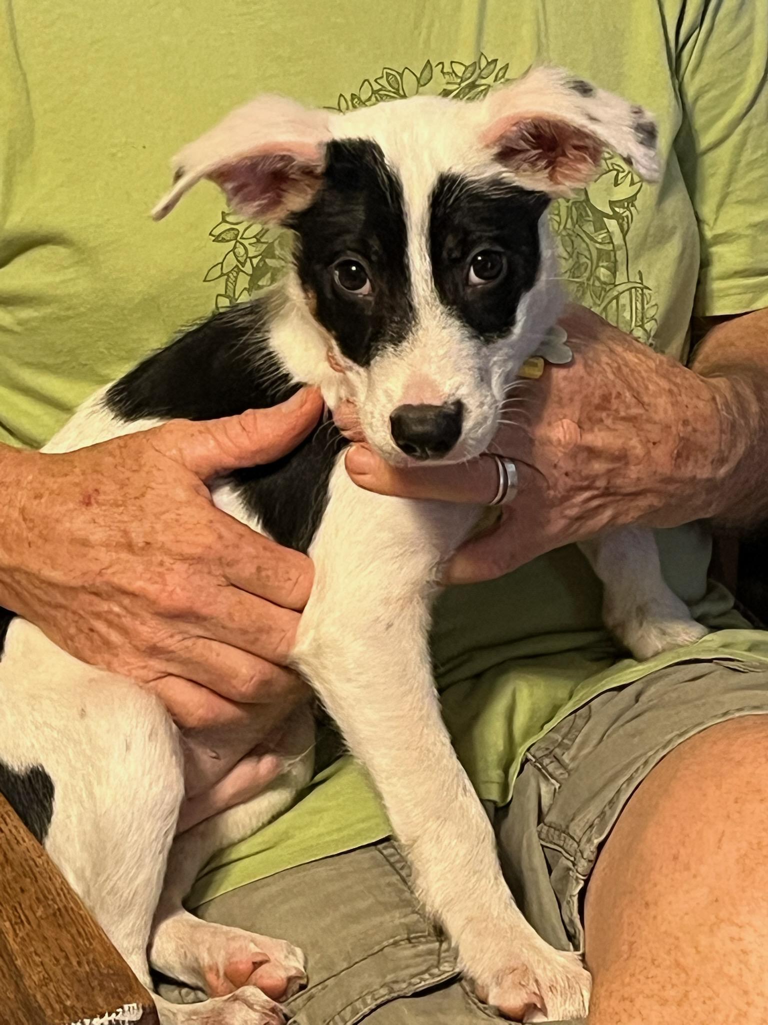 Koozy, an adopted mixed breed in New Orleans, LA image 2/2
