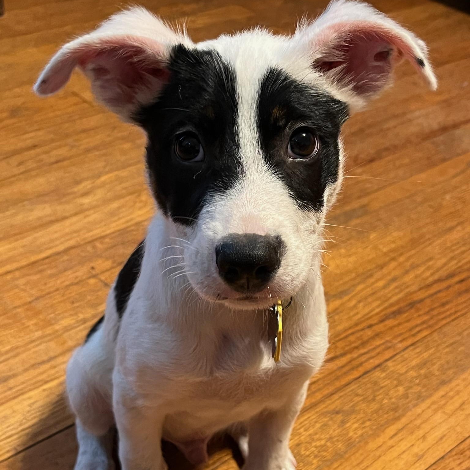 Koozy, adopted, Puppy Male Border Collie.