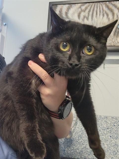 CHER, Adoptable, Young Female Domestic Short Hair.