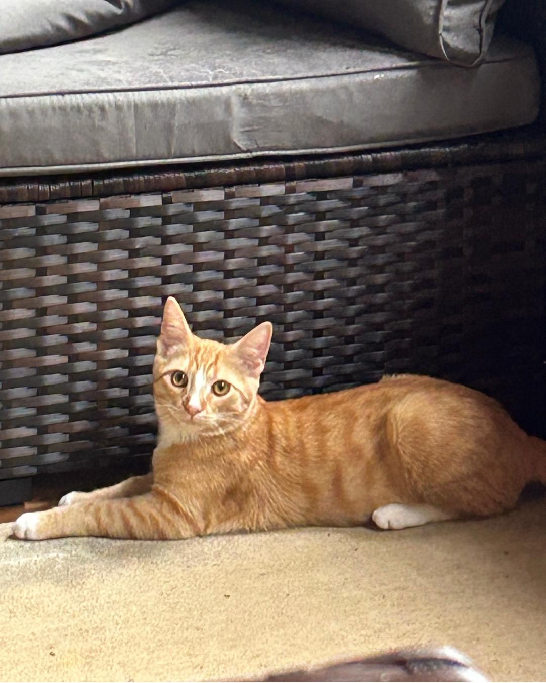 Enlarge Duster, a Adopted Tabby in Eugene, OR image 1/1