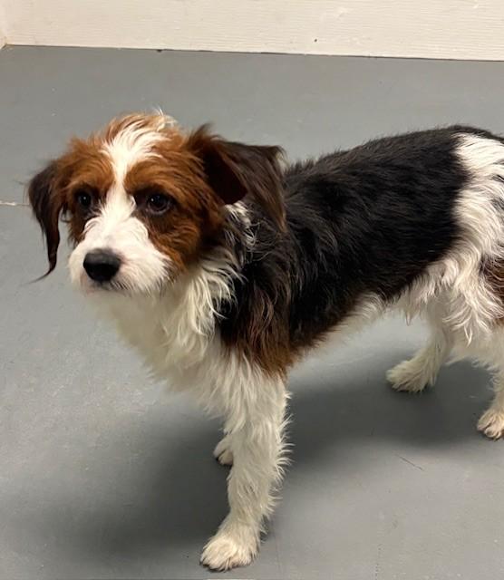 Skip, an adopted mixed breed in Hawk Point, MO image 2/4