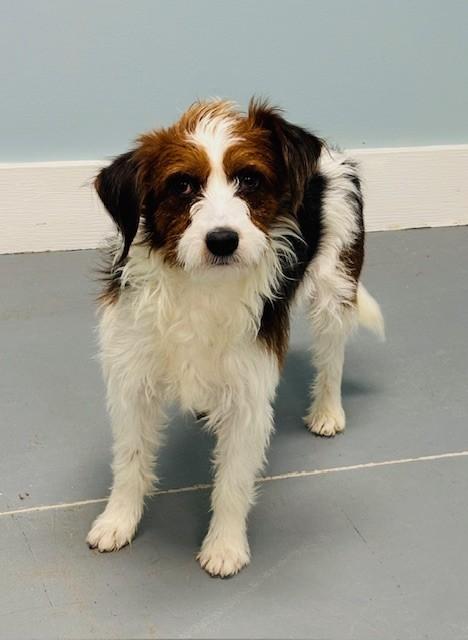 Skip, adopted, Young Male Terrier & Mixed Breed.