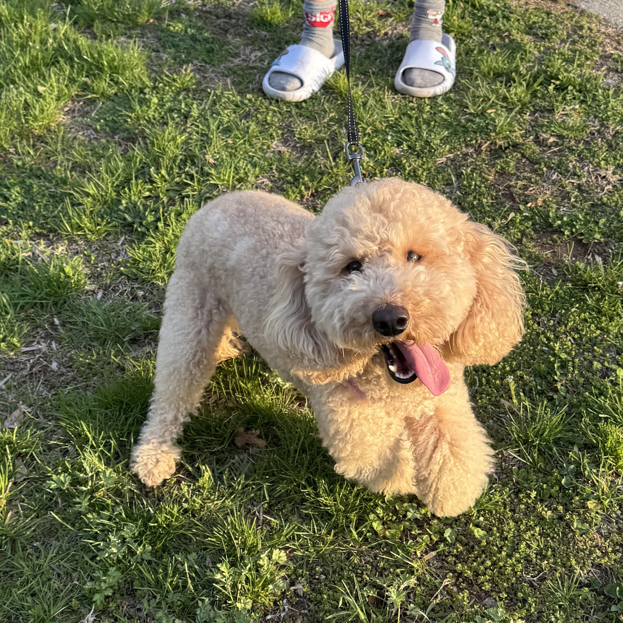 Enlarge COURTESY POST- KIARA - MINI GOLDENDOODLE - less than 25 lbs, a Adopted Goldendoodle in Clifton, NJ image 4/6