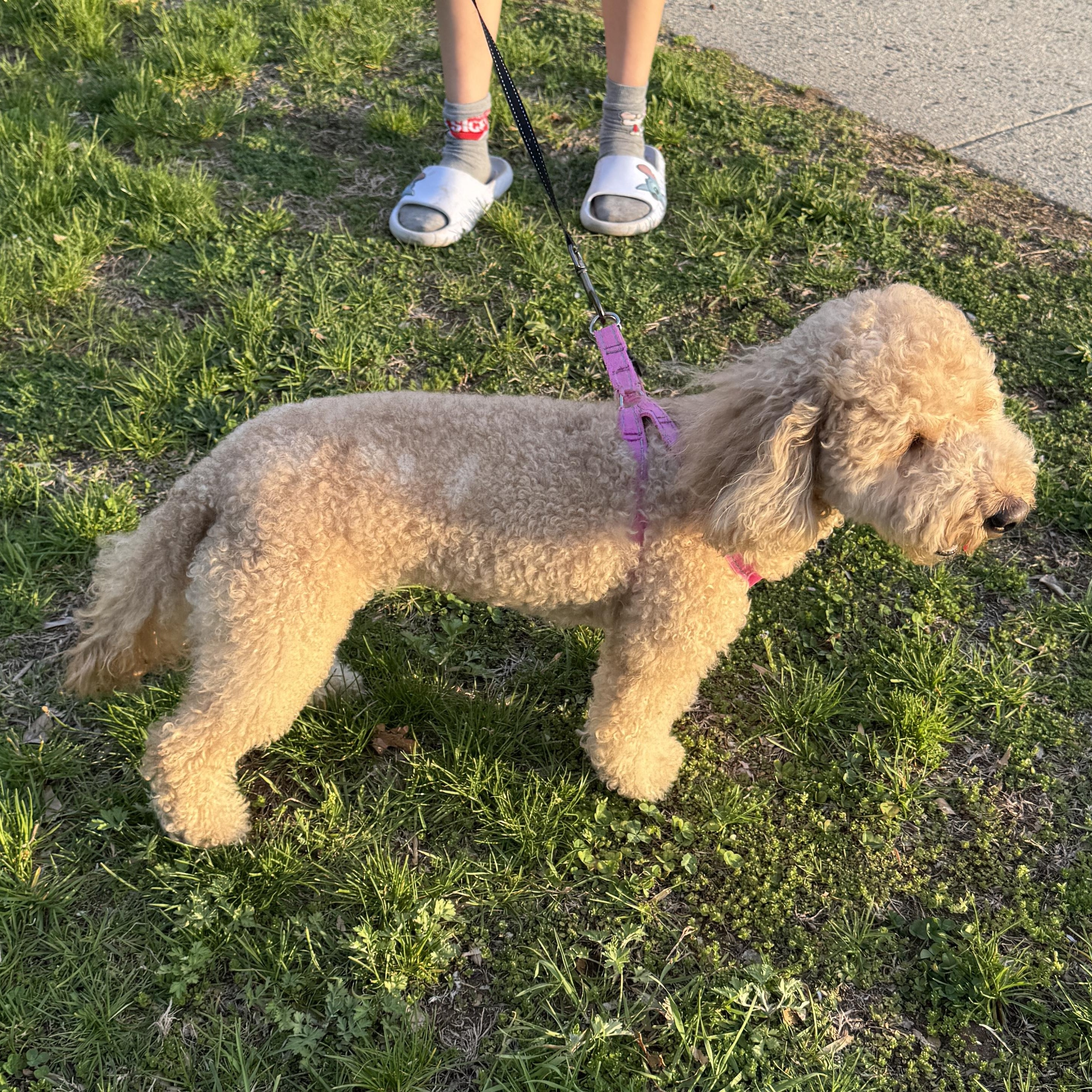 Enlarge COURTESY POST- KIARA - MINI GOLDENDOODLE - less than 25 lbs, a Adopted Goldendoodle in Clifton, NJ image 6/6
