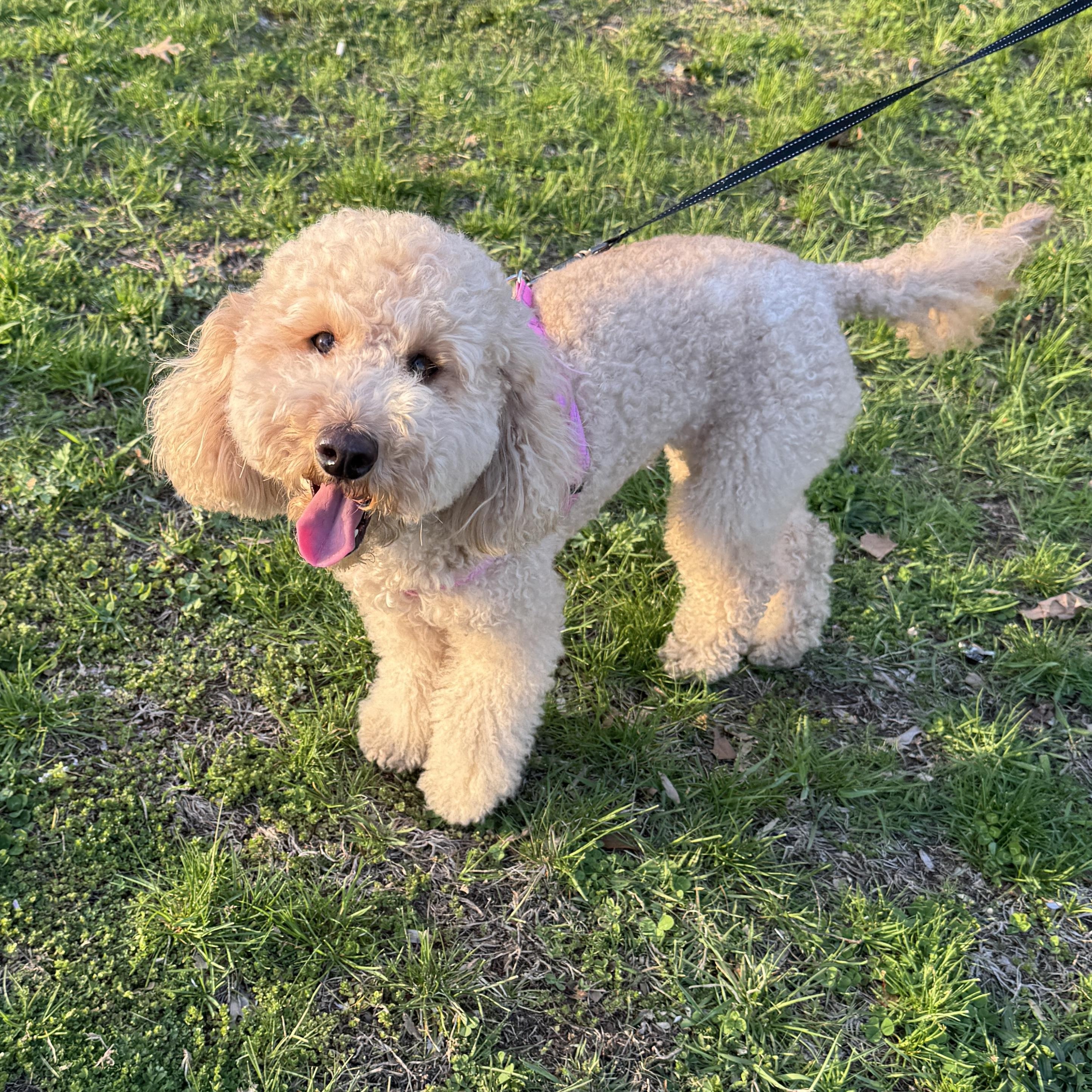 COURTESY POST- KIARA - MINI GOLDENDOODLE - less than 25 lbs, Adopted, Adult Female Goldendoodle.