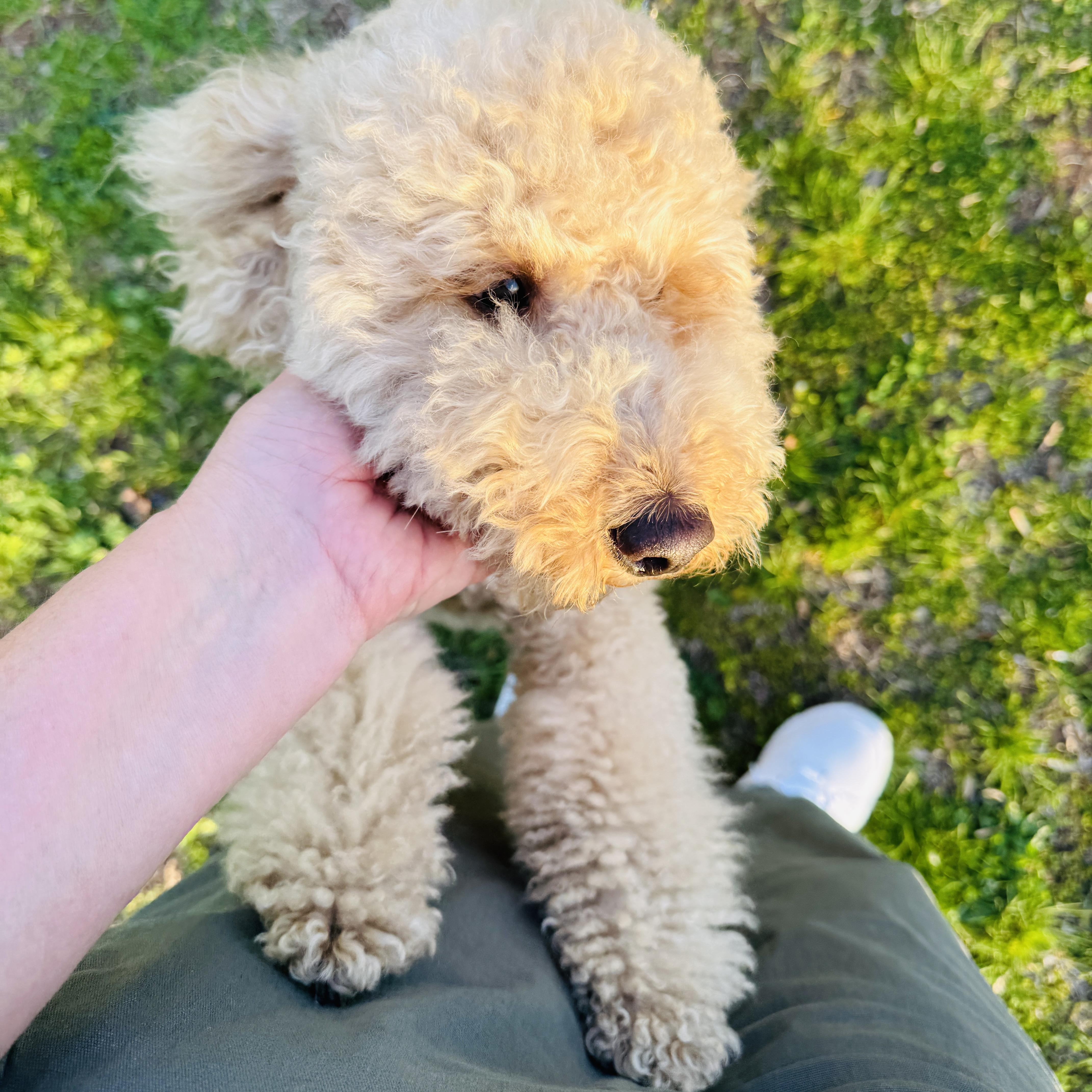 Enlarge COURTESY POST- KIARA - MINI GOLDENDOODLE - less than 25 lbs, a Adopted Goldendoodle in Clifton, NJ image 5/6