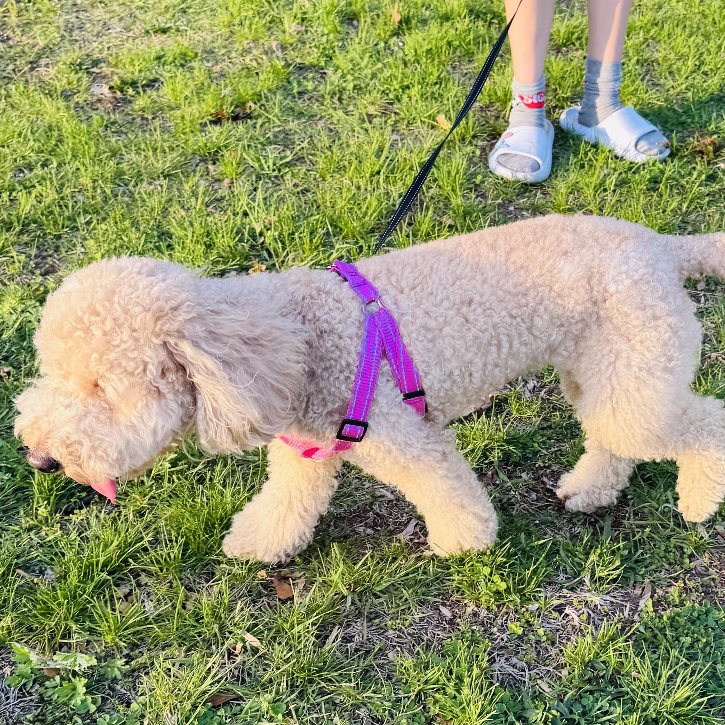 Enlarge COURTESY POST- KIARA - MINI GOLDENDOODLE - less than 25 lbs, a Adopted Goldendoodle in Clifton, NJ image 3/6