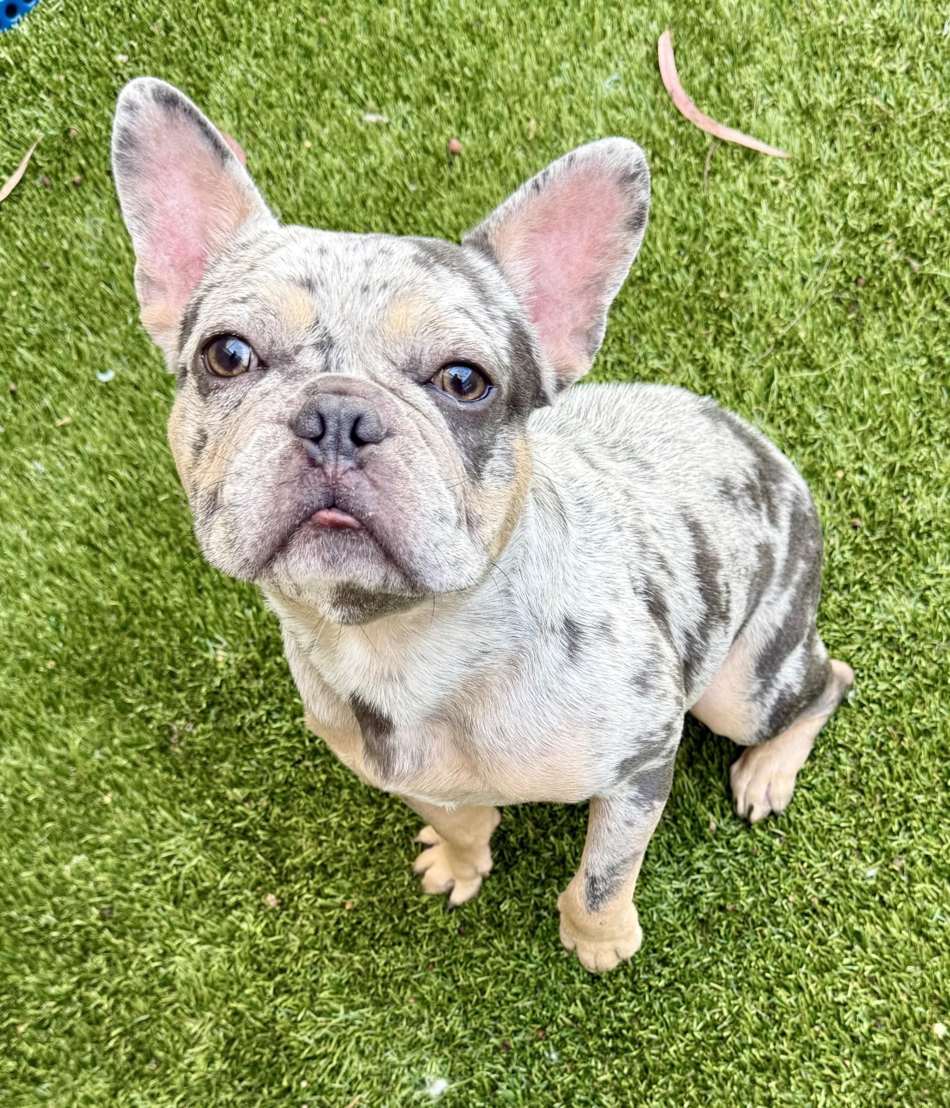 Enlarge Eros, a Adopted French Bulldog in Los Alamitos, CA image 6/6