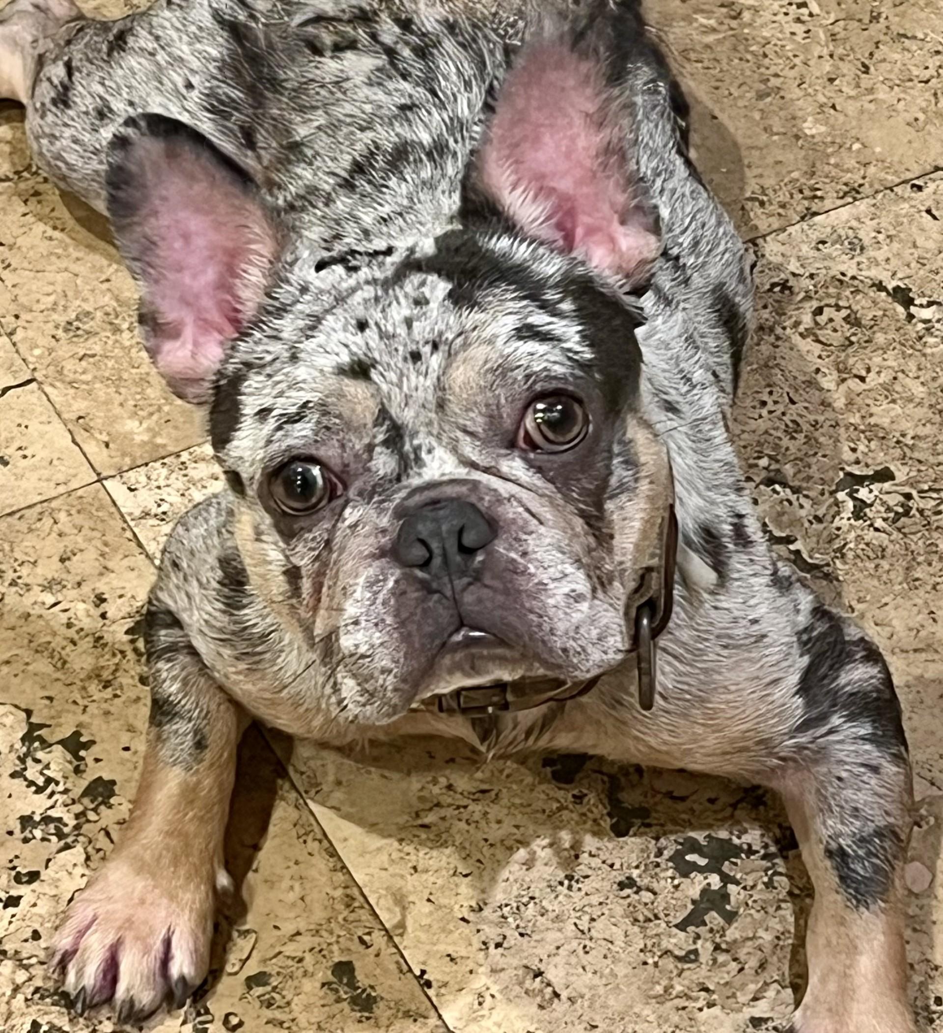 Enlarge Eros, a Adopted French Bulldog in Los Alamitos, CA image 2/6