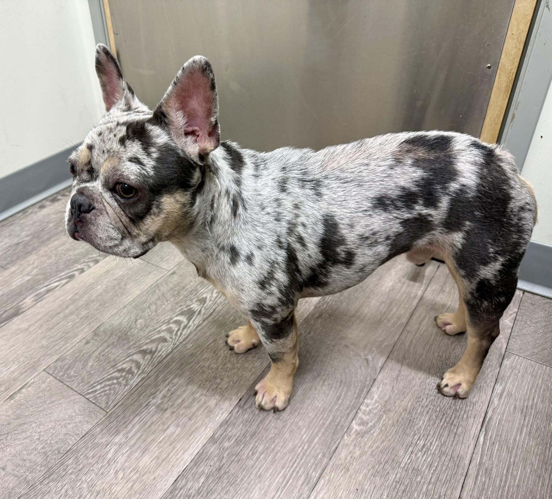 Enlarge Eros, a Adopted French Bulldog in Los Alamitos, CA image 5/6