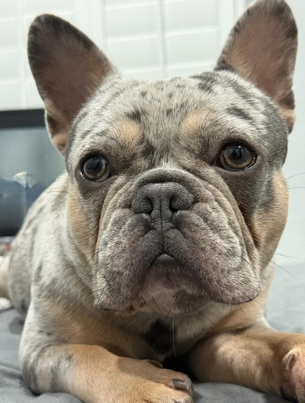 Enlarge Eros, a Adopted French Bulldog in Los Alamitos, CA image 1/6