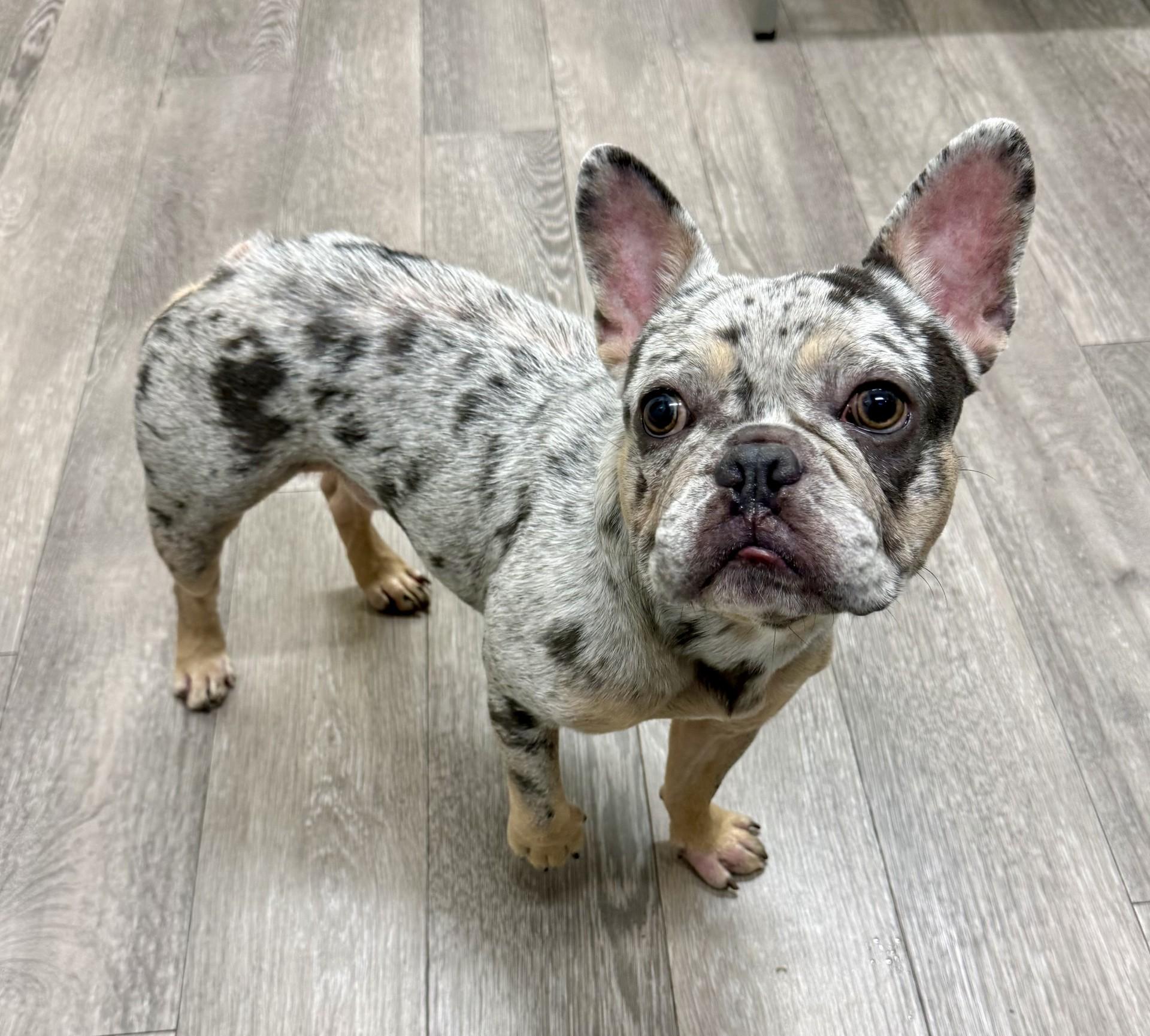 Enlarge Eros, a Adopted French Bulldog in Los Alamitos, CA image 4/6