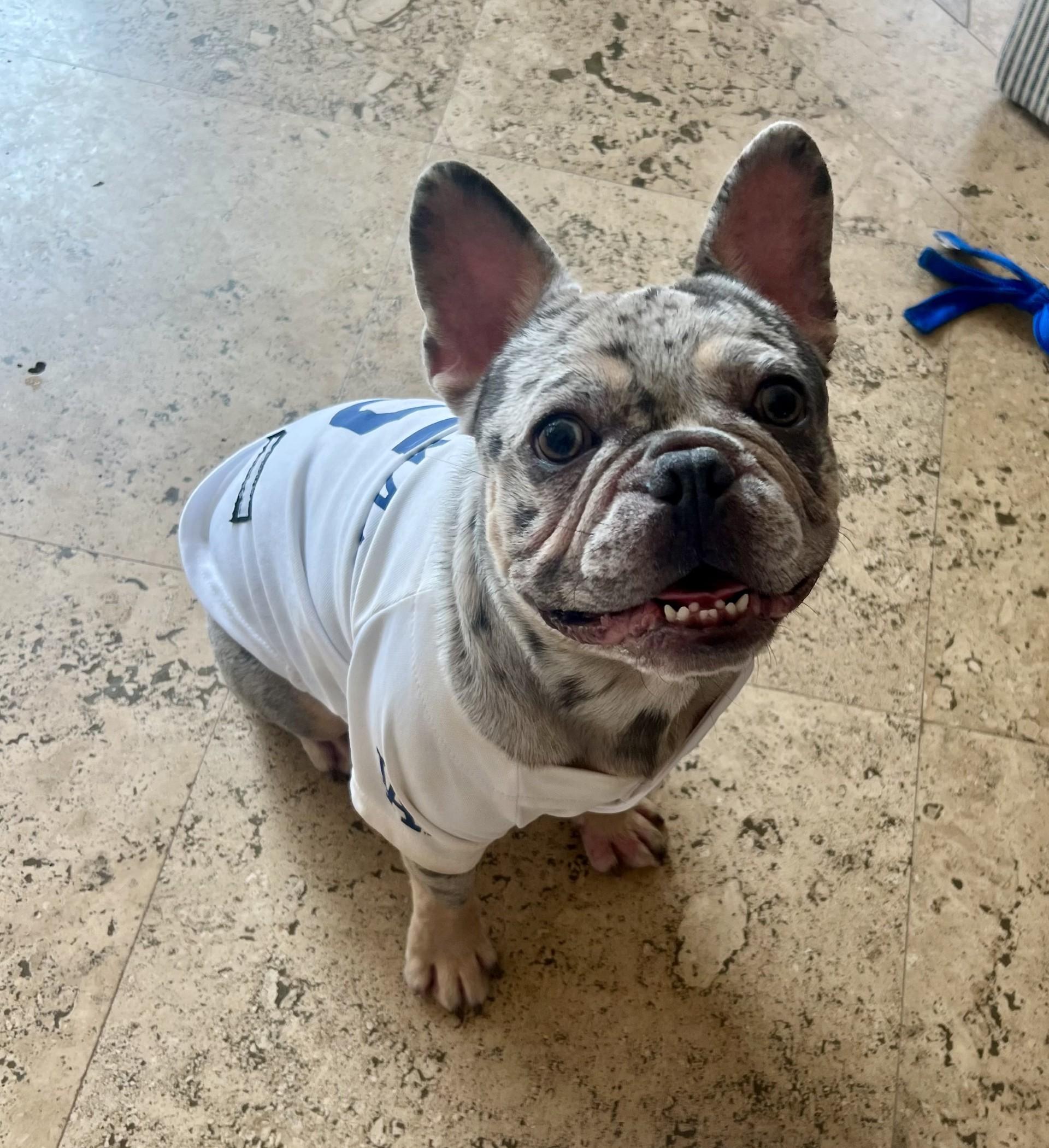 Enlarge Eros, a Adopted French Bulldog in Los Alamitos, CA image 3/6