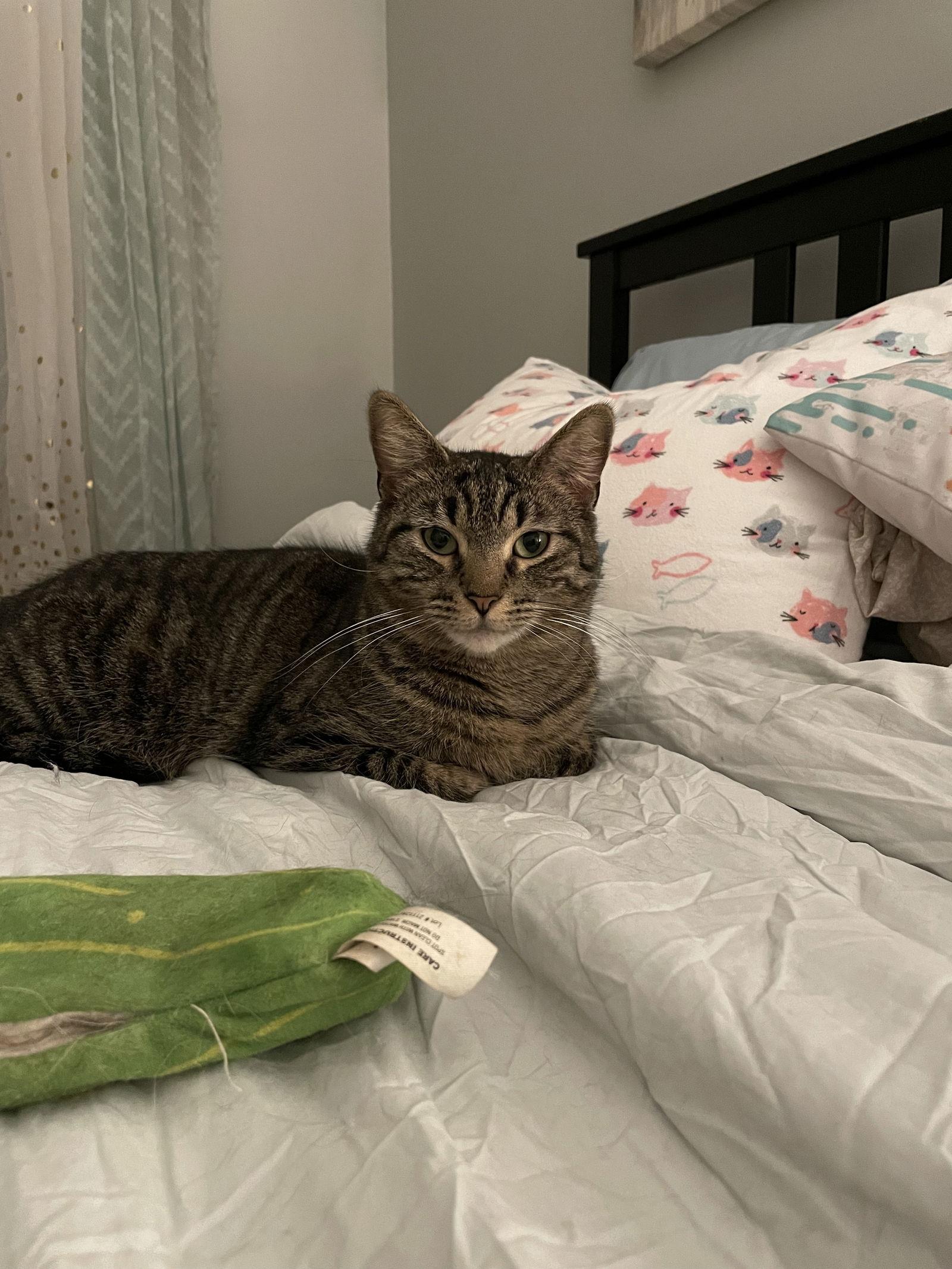 Lottie, Adoptable, Adult Female Domestic Short Hair.