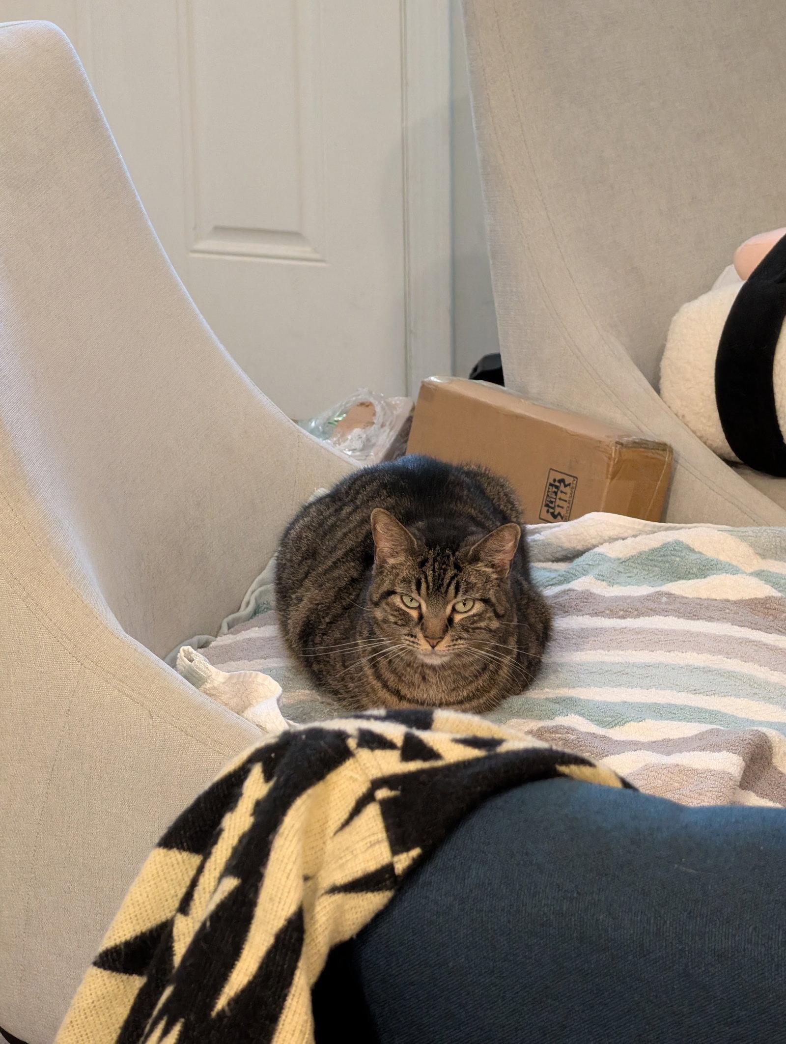 Enlarge Lottie, a Adoptable Domestic Short Hair in Philadelphia, PA image 1/3