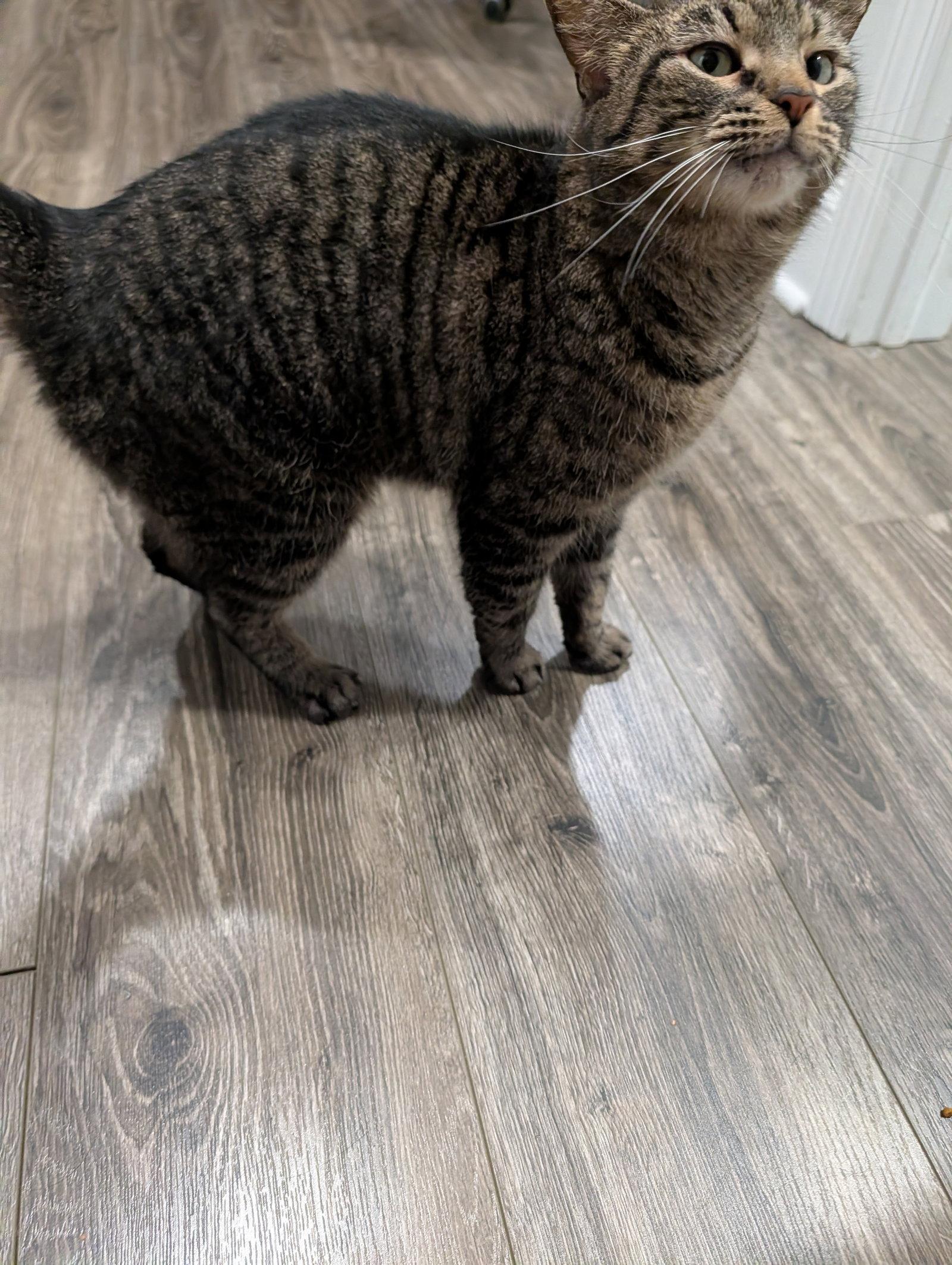 Enlarge Lottie, a Adoptable Domestic Short Hair in Philadelphia, PA image 2/3