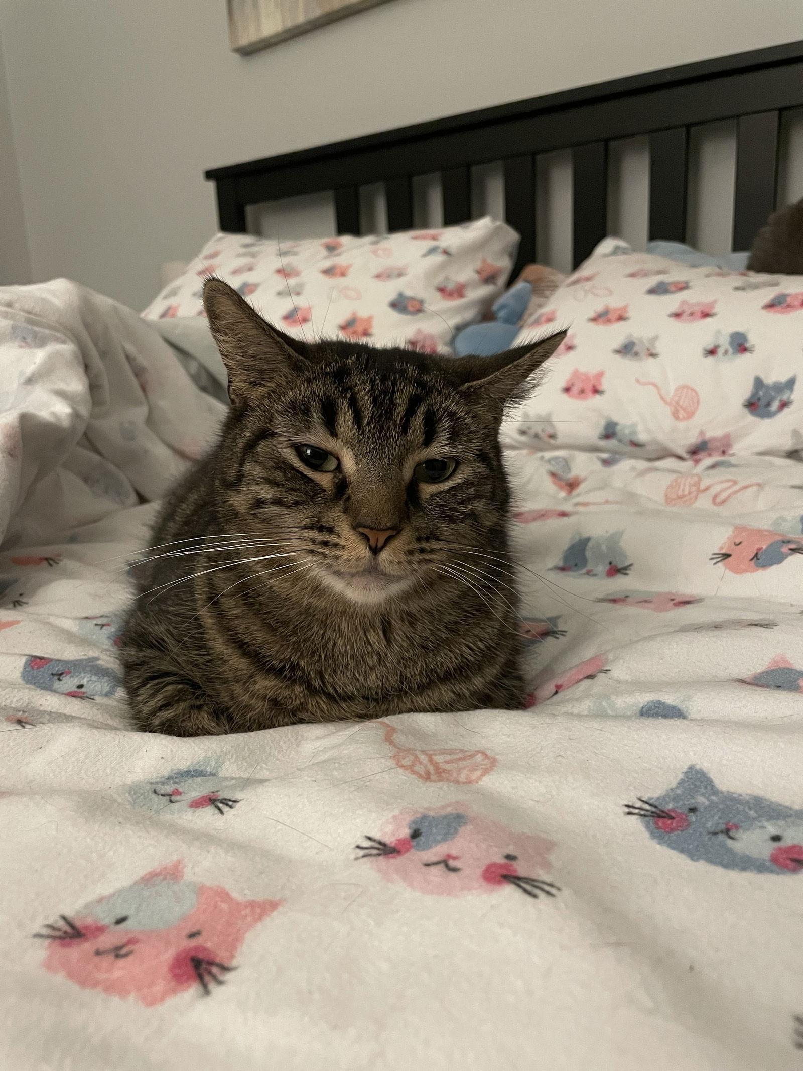 Lottie, a Adoptable Domestic Short Hair in Philadelphia, PA image 2/3