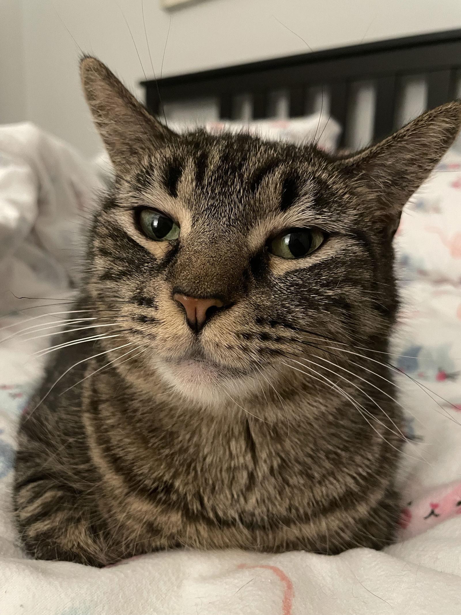 Lottie, a Adoptable Domestic Short Hair in Philadelphia, PA image 3/3