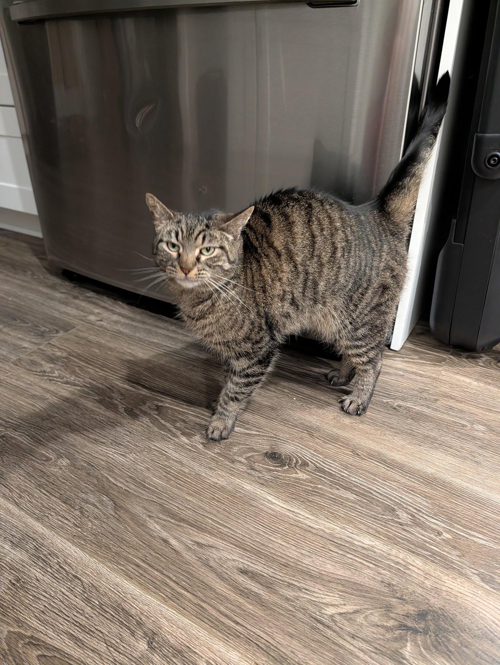 Enlarge Lottie, a Adoptable Domestic Short Hair in Philadelphia, PA image 3/3